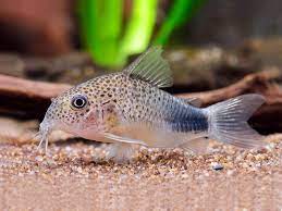 Similis Corydoras 4-5cm