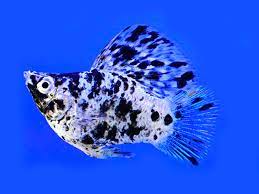 Dalmatian Balloon Molly