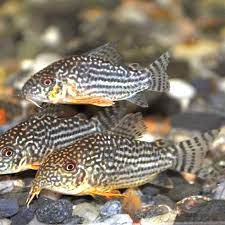 Sterbai Corydoras 3-4cm