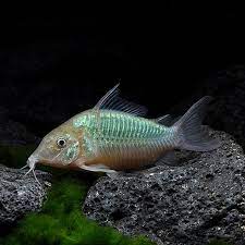 Green Corydora 4cm - 5cm
