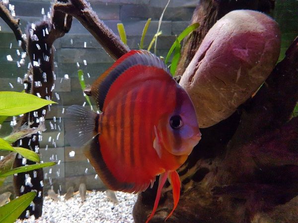San Merah Discus