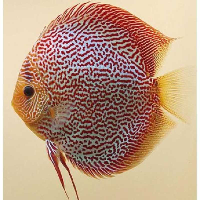 Leopard SnakeSkin Discus