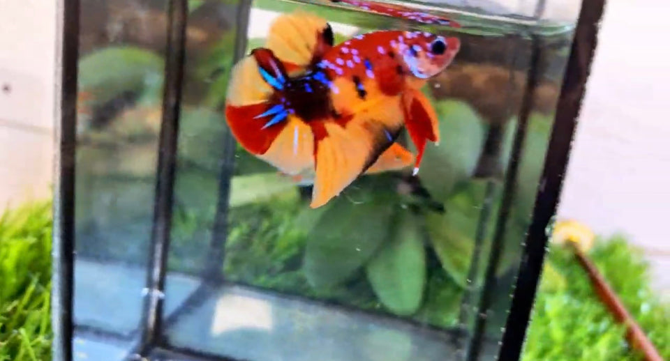 Multicolor Avatar HMPK Male BH59006 A Betta Fish