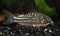 Elegant Corydoras 3-4cm