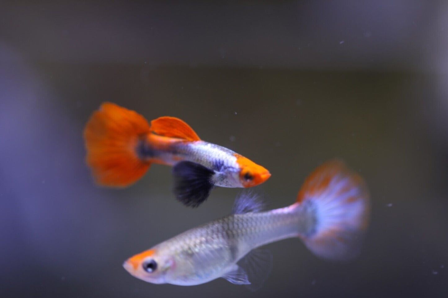 Platinum Koi Dumbo Ear