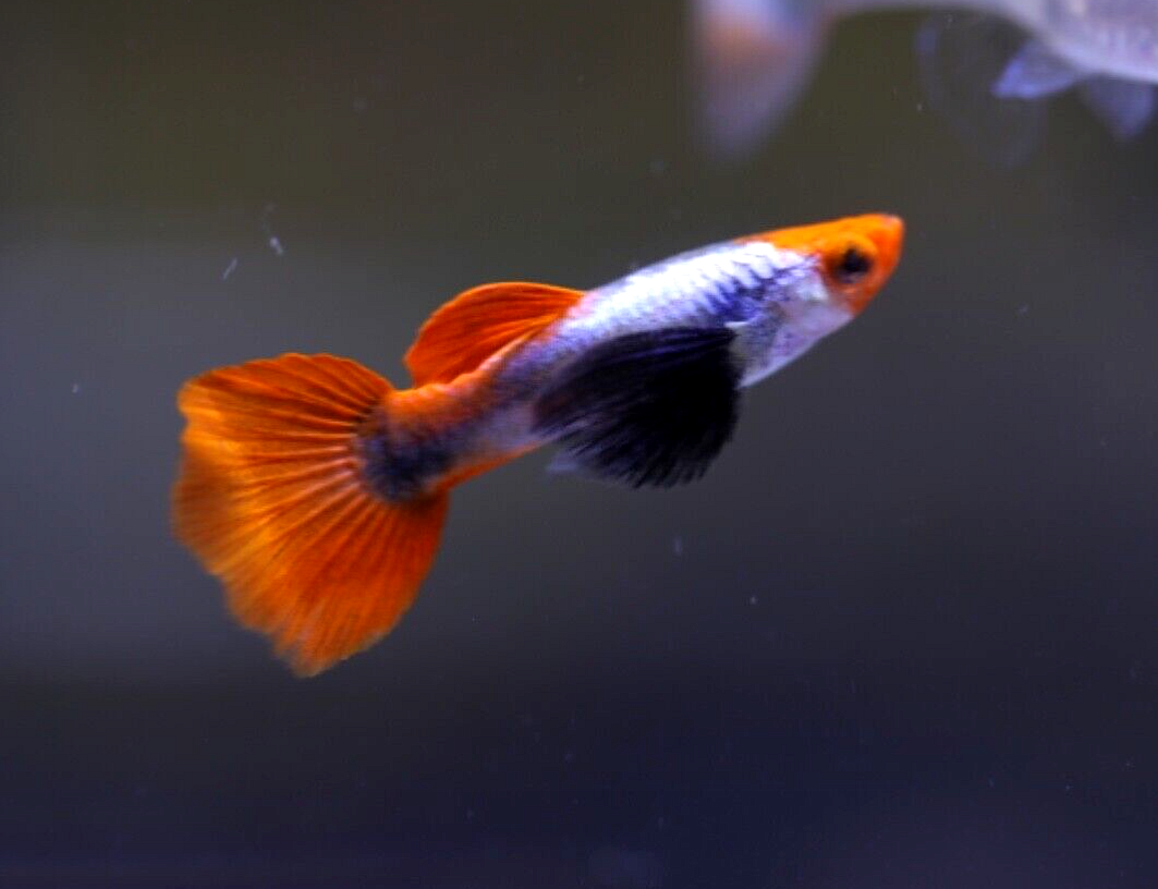 Platinum Koi Dumbo Ear