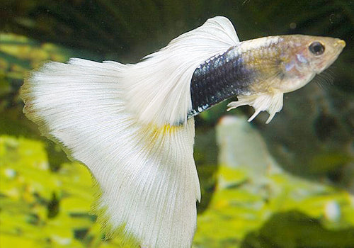 Platinum White Tuxedo Guppy