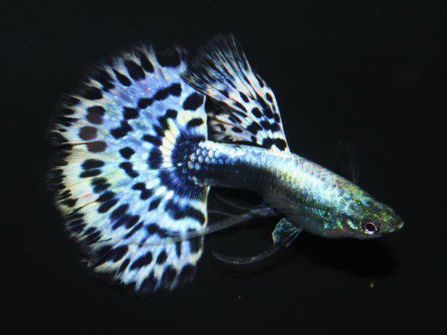 Sky Blue Dumbo Ear Guppy