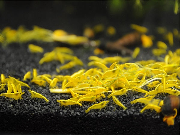 Yellow Cherry