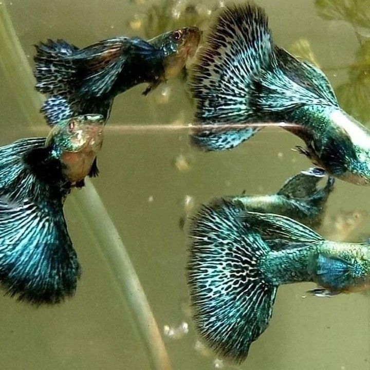 Green Dragon Dumbo Ear Guppy (Rare)