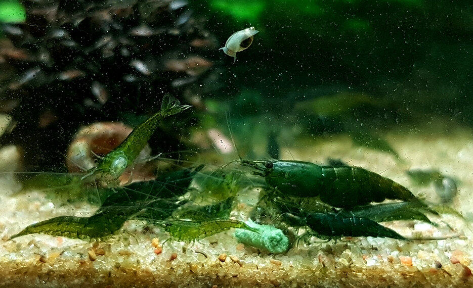 Green Jade Shrimps (High Grade)