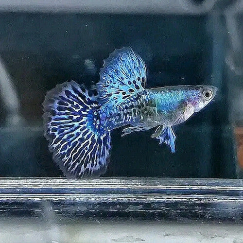 Blue Dragon Dumbo Ear Guppy (Rare)