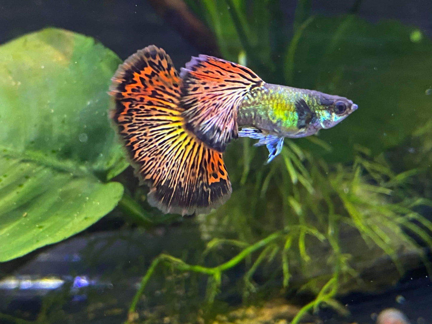 Red Dragon Dumbo Ear Guppy (Rare)