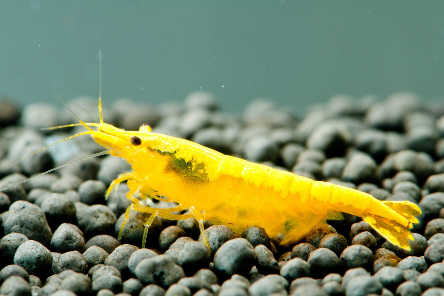 Yellow Cherry