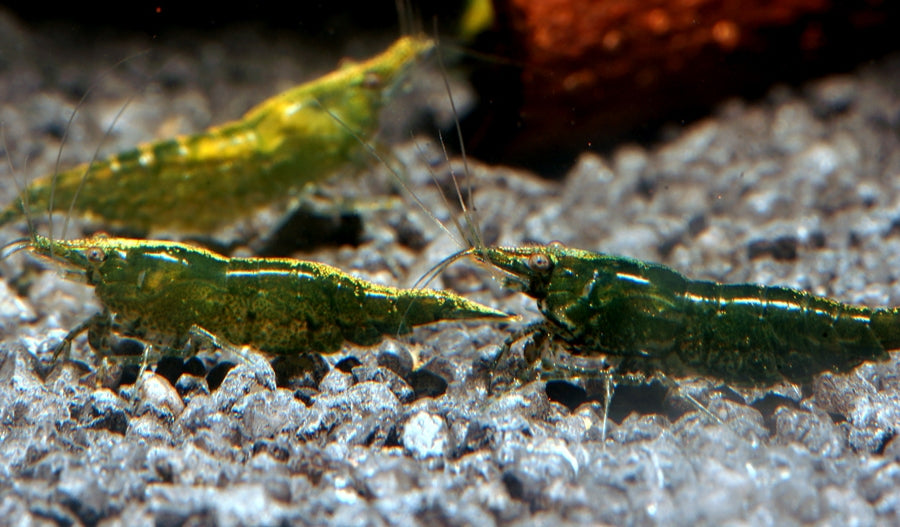 Green Jade Shrimps (High Grade)