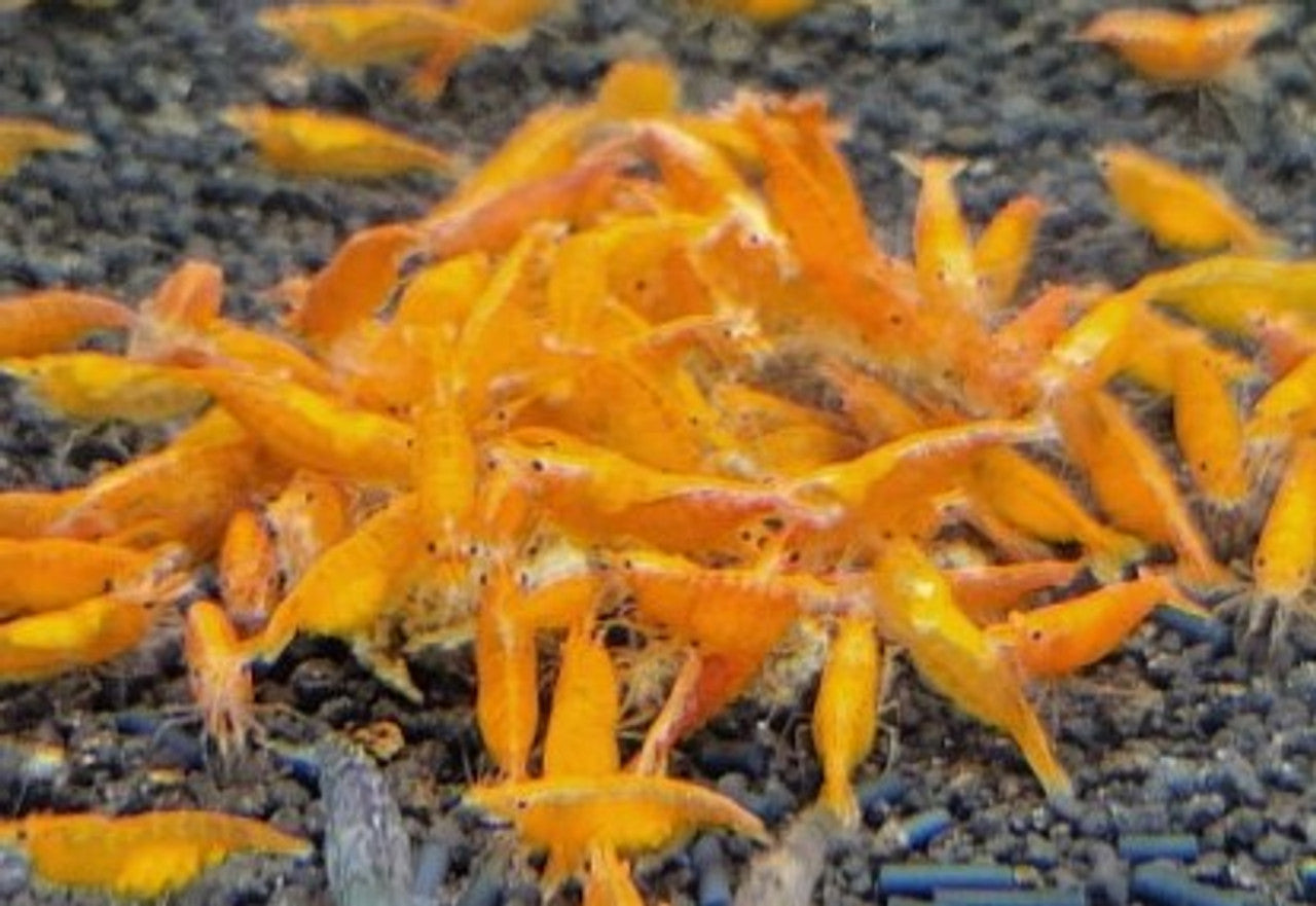 Orange Sunkist Shrimp (Normal Grade)