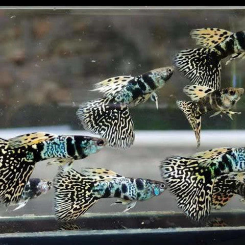 Yellow Tiger King Cobra Guppy (Rare)