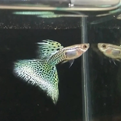Metal Lace Guppy (Rare)