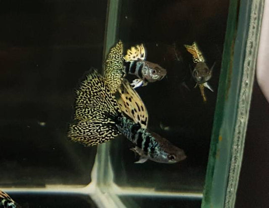 Yellow Tiger King Cobra Guppy (Rare)