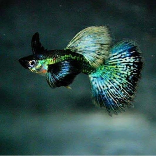 Green Dragon Dumbo Ear Guppy (Rare)