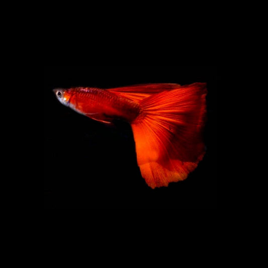 Albino Red Guppy