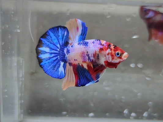 Multicolor Galaxy HMPK Male - BHB24209