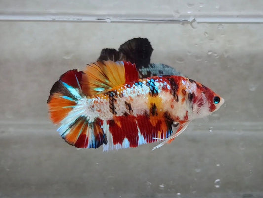 Giant Multicolor HMPK Female BGB45204