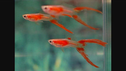 Red Scissor Tail  Guppy