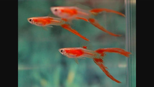 Red Scissor Tail  Guppy