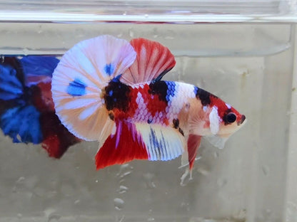 Multicolor HMPK Male - BHB24211