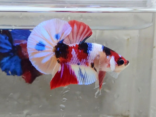 Multicolor HMPK Male - BHB24211