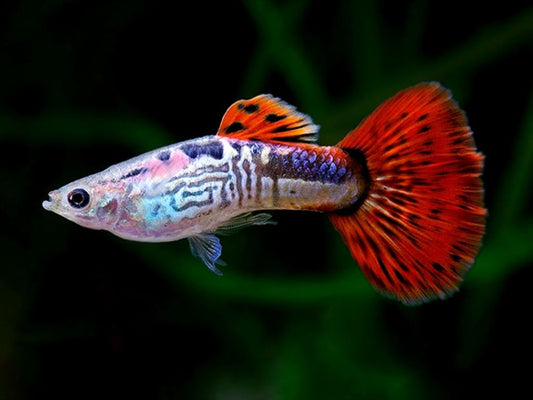 Red Metal Snake Skin Guppy