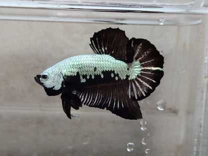 Black Samurai HMPK Male - BH25205