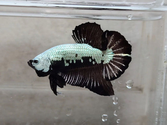 Black Samurai HMPK Male - BH25205