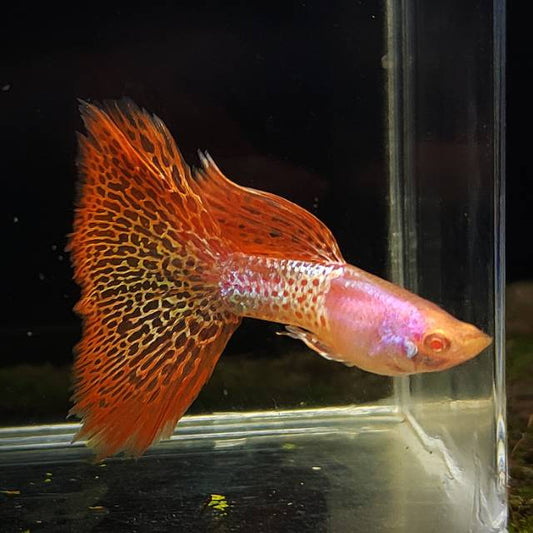 Albino Meta Red Lace Guppy (Rare)