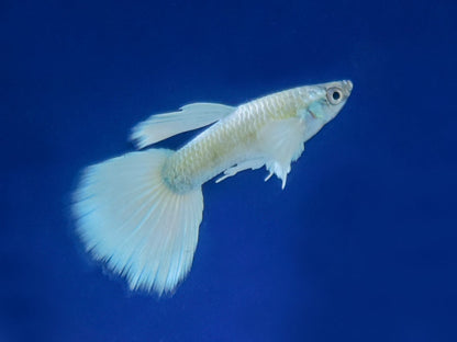 Platinum White Dumbo Guppy