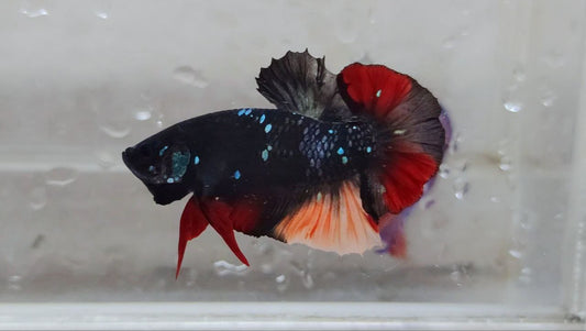 Black Star Avatar HMPK Male - BHB25202