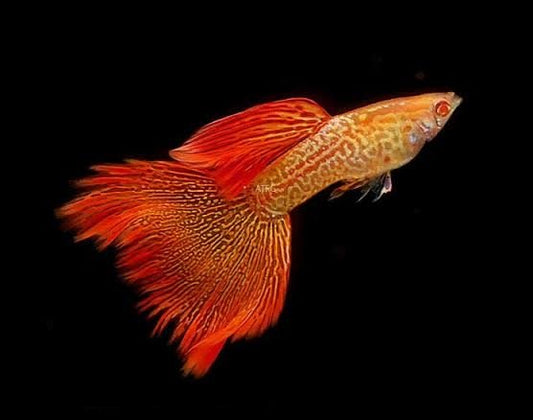 Albino Meta Red Lace Guppy (Rare)
