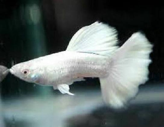 Platinum White Dumbo Guppy
