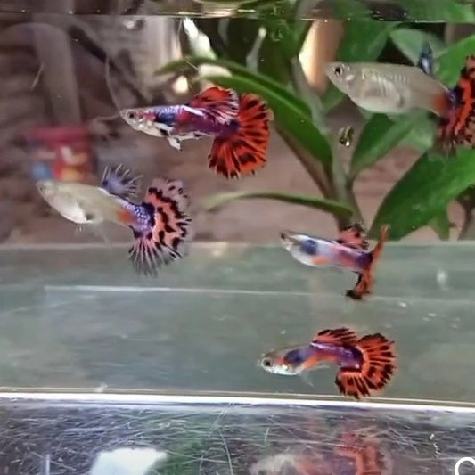 Red Ivory Guppy