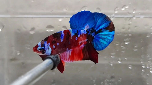 Multicolor HMPK Male - BHB25201