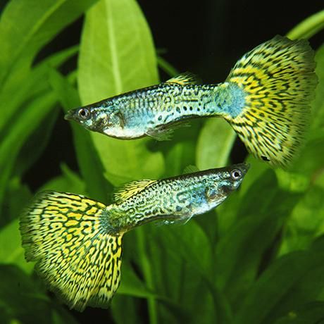 Green Metal Snake Skin Guppy