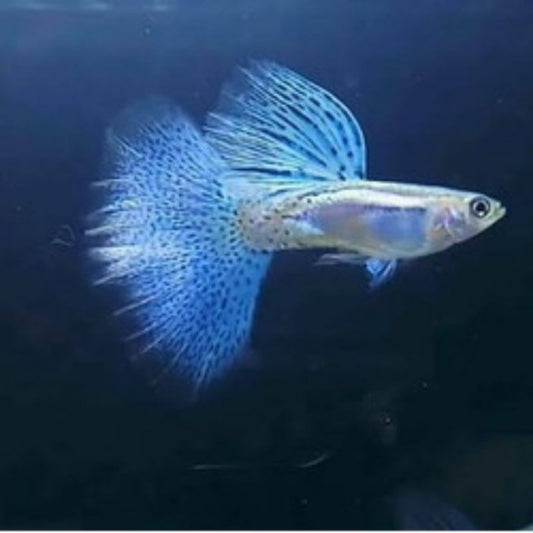 Blue Grass Guppy