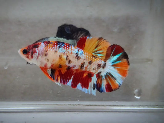 Giant Multicolor HMPK Female BGB45204