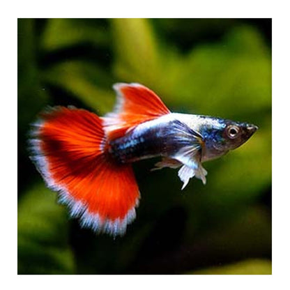 Santa Clause Dumbo Ear Guppy