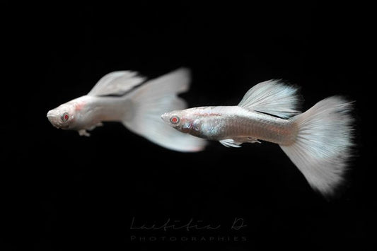 Albino Platinum Guppy