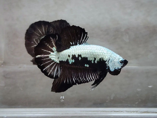 Black Samurai HMPK Male - BH25205