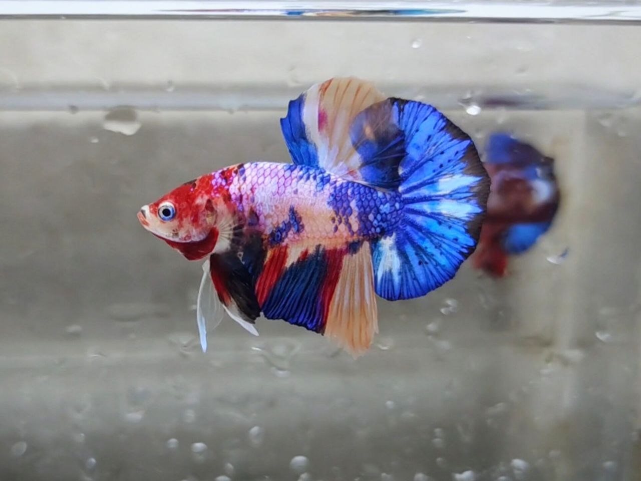 Multicolor Galaxy HMPK Male - BHB24209