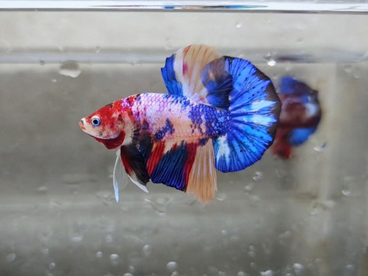 Multicolor Galaxy HMPK Male - BHB24209