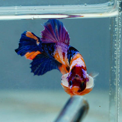 Multicolor HMPK Male - BHB24007